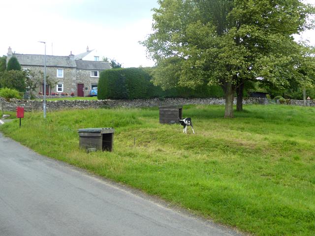 Goat on the village green
