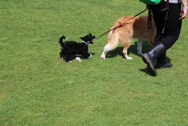 Dog Jamboree, Culzean Country Park 2019 © Billy McCrorie cc-by-sa/2.0 ...