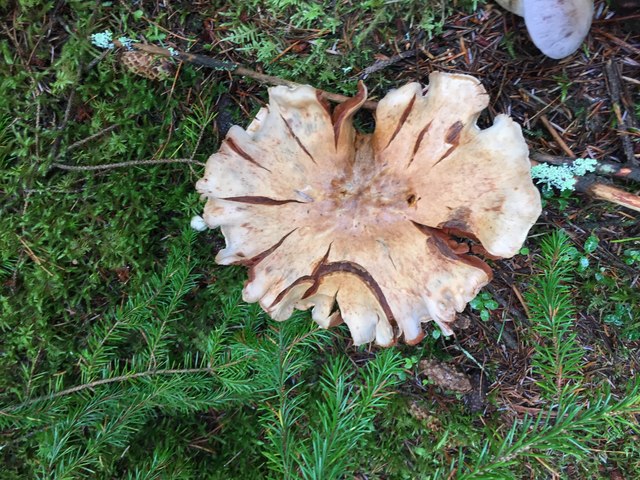 Fungi in Fyrish
