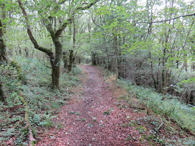 Little Treffgarne Wood © Alan Richards :: Geograph Britain and Ireland