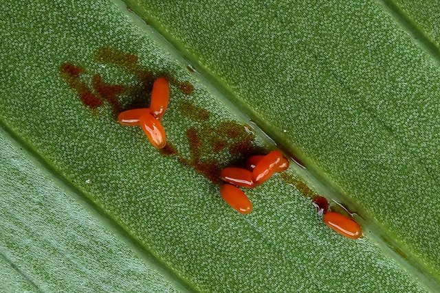 Scarlet Lily Beetle eggs