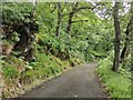 C6804 : Track through Banagher Glen Nature Reserve by Phil Champion