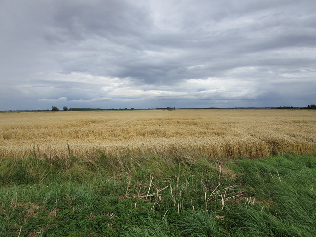 Wheat field off Middle Drove © Jonathan Thacker :: Geograph Britain and ...