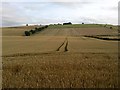 NT8936 : View of Branxton Hill from the Flodden Memorial by Darrin Antrobus