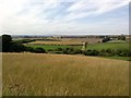 Fields in Branxton