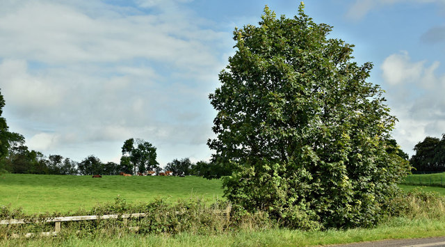Tree, Ballyrobin, Templepatrick/Killead (August 2019)