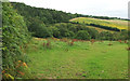 Field near Bowdley