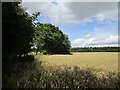 Wheat field and shake hole