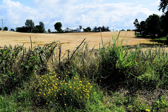 Barley field, Ardstraw
