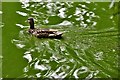 Shanklin: Ducks on Big Mead Pond 3