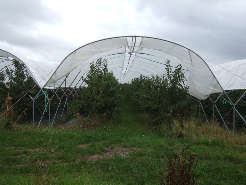 Fruit trees under cover near Lapley © JThomas cc-by-sa/2.0 ...