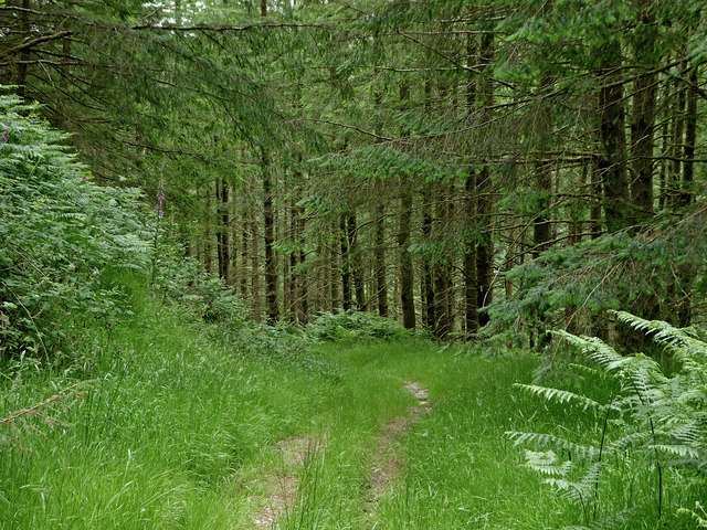 Forest bridleway north-east of Abergwesyn in Powys