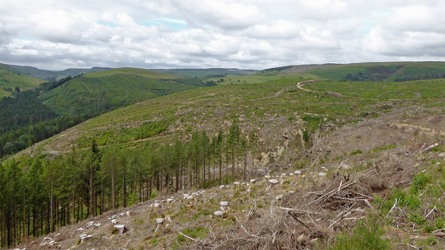 Clearfelled forest north-east of Abergwesyn in Powys