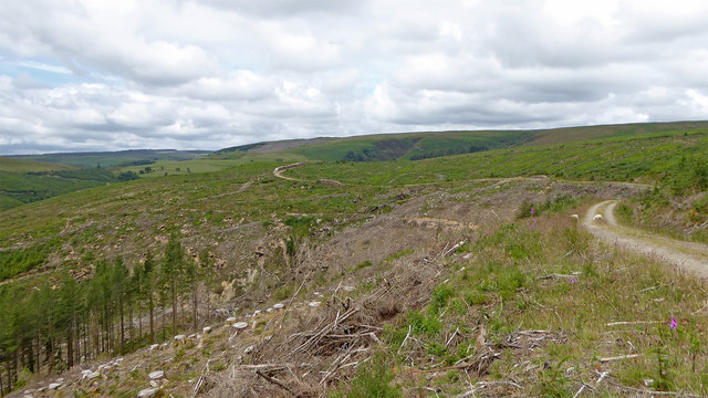 Forestry clear fell near Abergwesyn in Powys