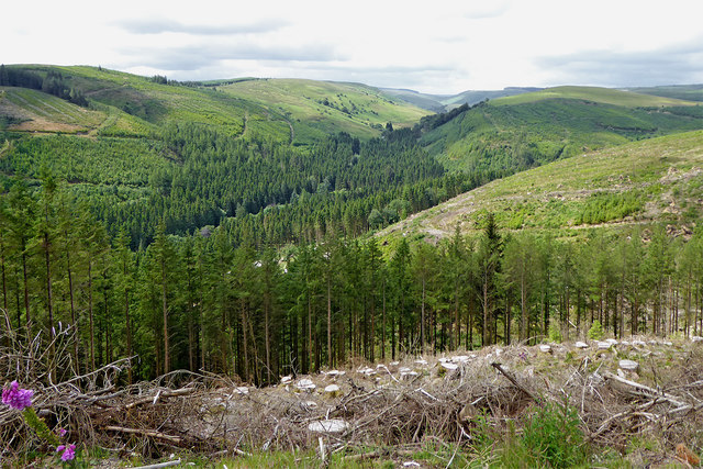 Forest and moorland north-east of Abergwesyn in Powys