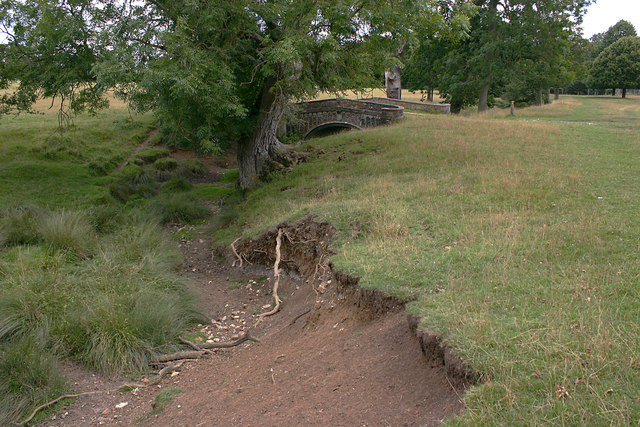 Dried-out watercourse, Helmingham Park