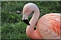 SH8378 : Close up of Chilean Flamingo - Phoenicopterus chilensis by Richard Hoare