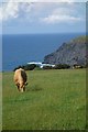 Pasture above Crackington Haven