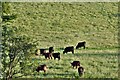 Padside: Grazing cattle