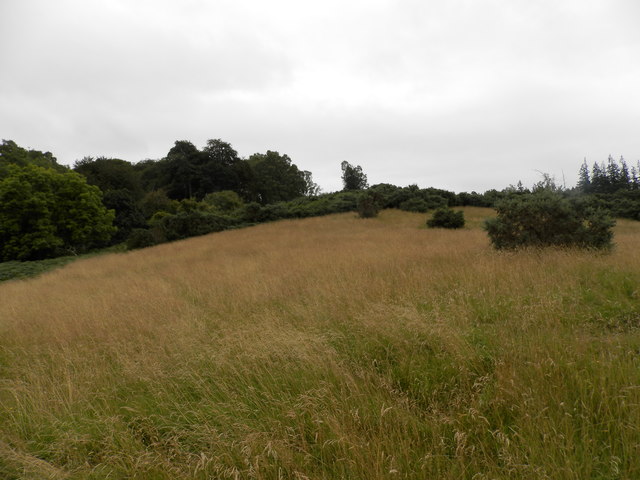 Grassland towards Clune Wood at Dores