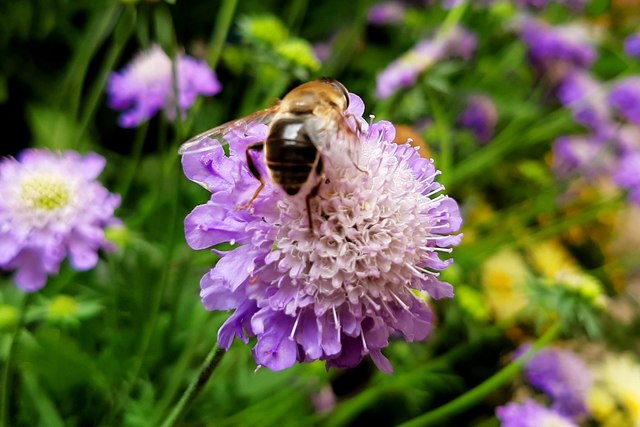 Honey Bee on Scabious