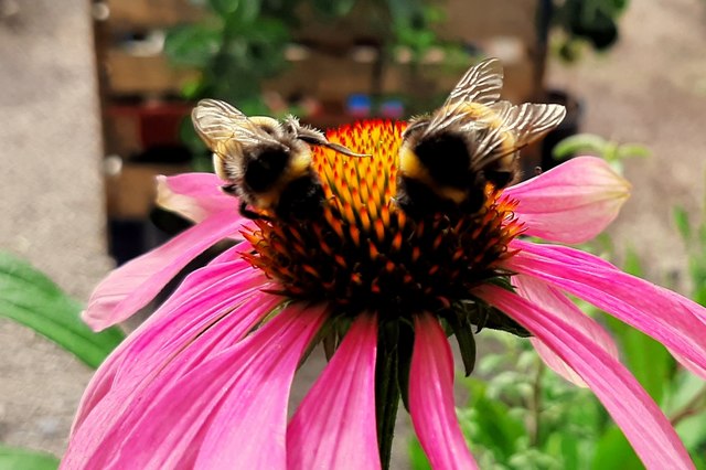 Bumble Bees on Echinacea