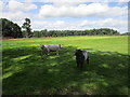 Three rams at Hoar Cross