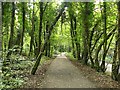 Bridleway in Shipley Country Park