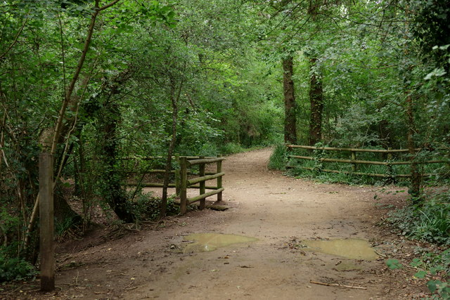 Path in Hoe Moor Copse
