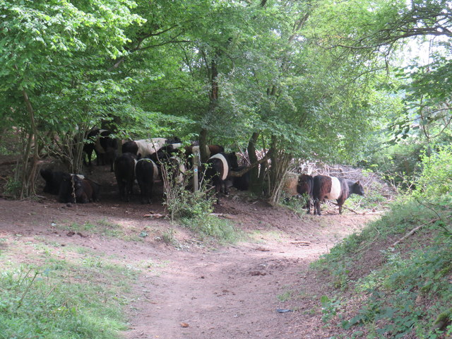 Cattle on the path, near Dorking