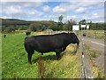 Welsh Black bull