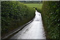 Wet lane between tall hedges