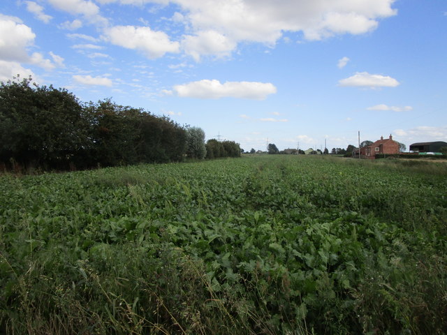 Sugar beet field off Days Lane