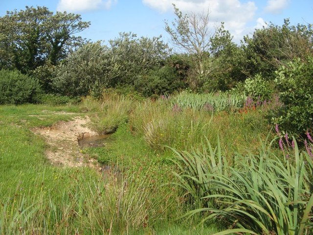 Wetland by stream