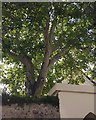 Bark and foliage of a walnut tree over West Street, Bishopsteignton