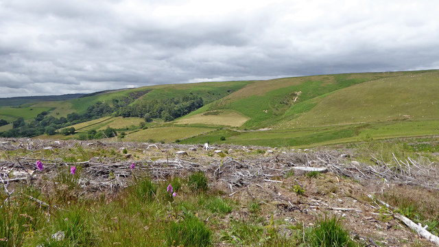 Clearfell and hill pasture near Abergwesyn, Powys