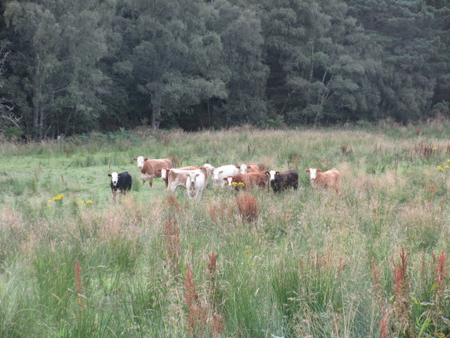 Cattle near Cairnhill © Scott Cormie :: Geograph Britain and Ireland