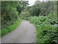 Bracken overgrowing road near Tilquhillie