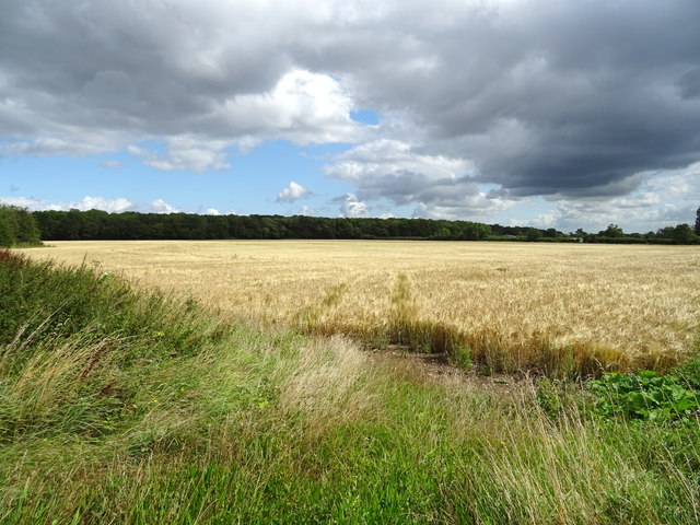 Golden crop field off Southam Road (A425), Ufton