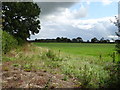 Field margin and grassland near Hogs Hollow