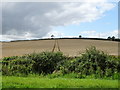 Hillside cereal crop, Southam Holt