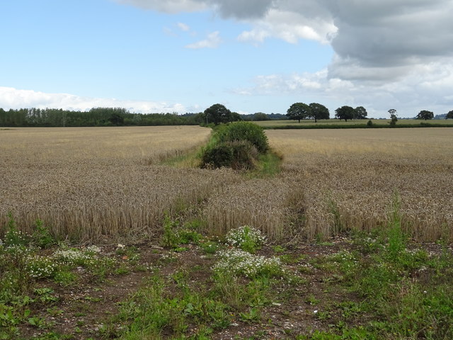 Hedgerow and crop fields