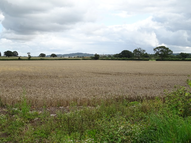 Cereal crop off Welsh Road East