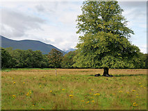 V9590 : Tree in Killarney National Park by David Dixon
