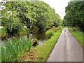 V9590 : Killarney National Park, Riverside Walk by David Dixon
