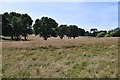 Farringford House: Rough grassland at the eastern end of the Parkland Walk