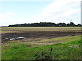 Field near towards Long Spinney woodland