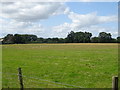 Grazing of Charwelton Road