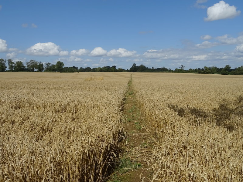 Path through crop field © JThomas cc-by-sa/2.0 :: Geograph Britain and ...