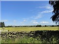 Hayfield along Longedge Lane